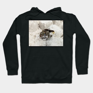 Hermit Crab in Sand Hoodie